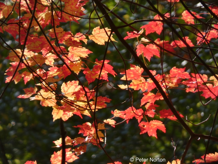 Sun through Maple Leaves, Emmet Land