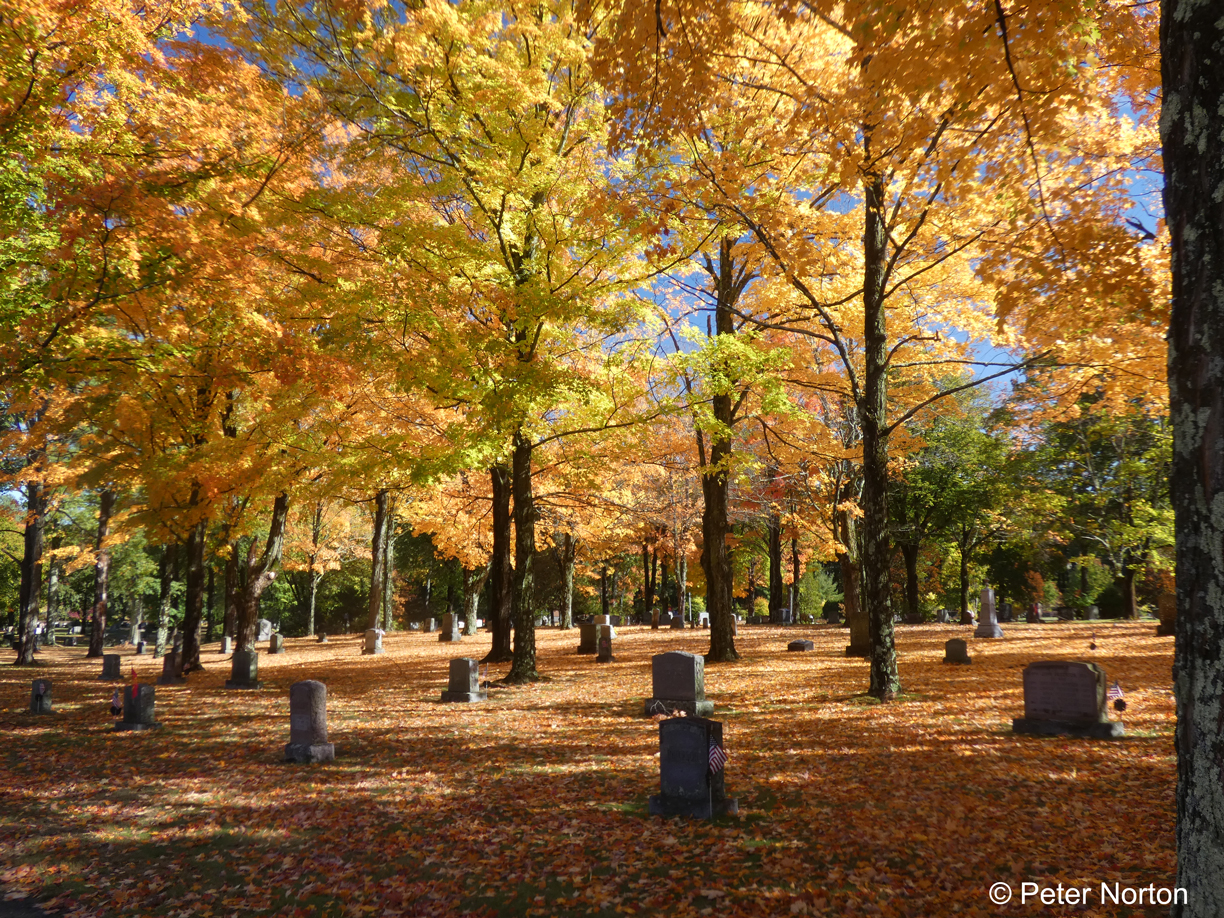 Maple Trees, Woodlawn Cemetery