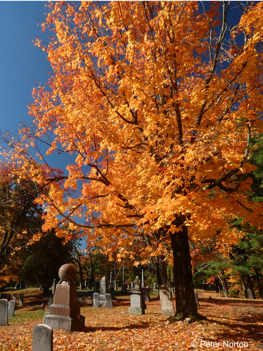 Maple Tree, Woodlawn Cemetery