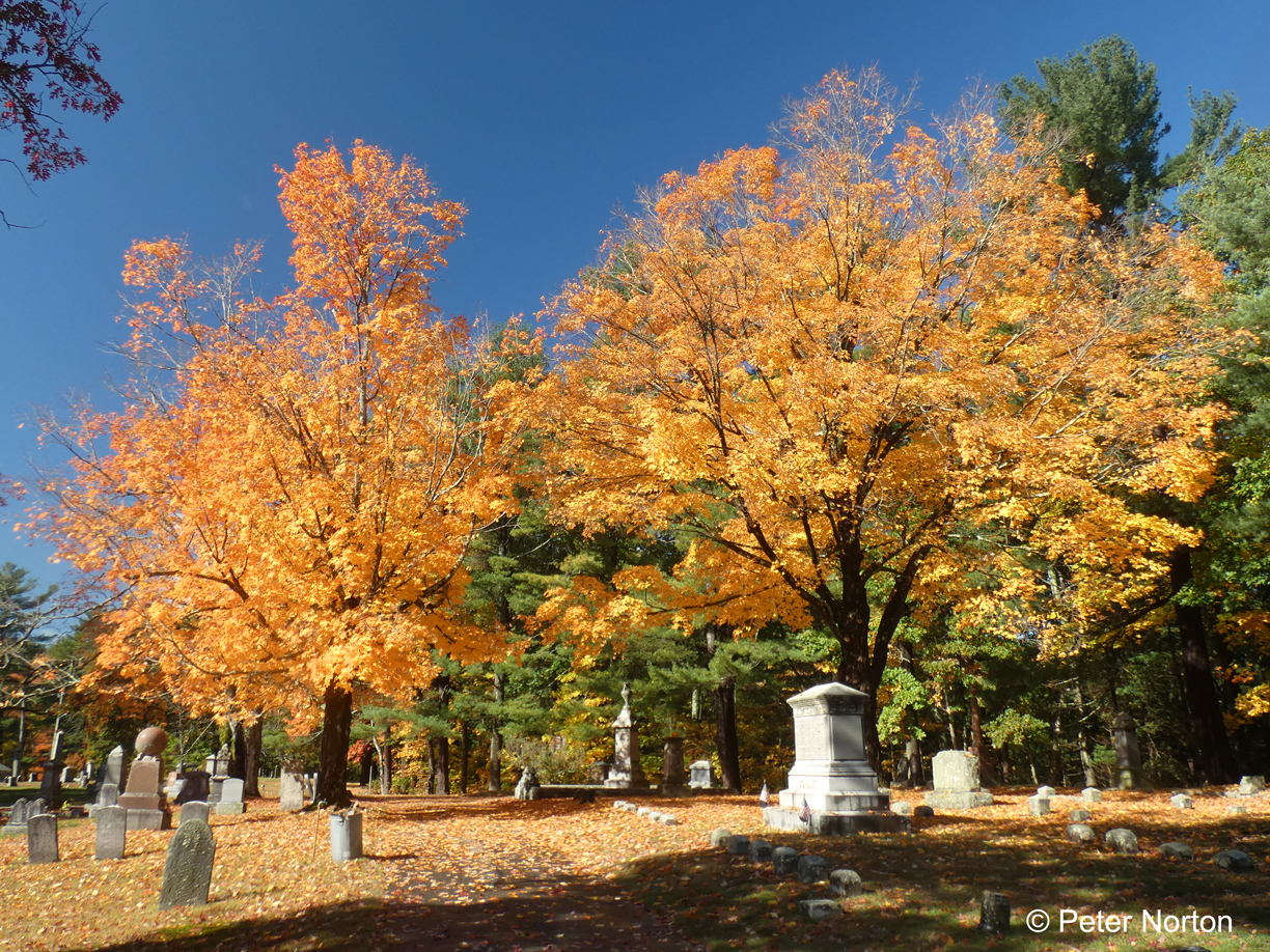 Maple Trees, Woodlawn Cemetery