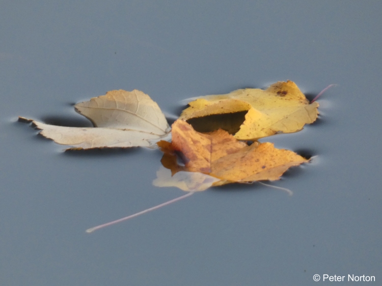 Floating leaves on Long Lake