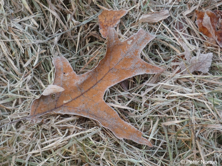 Frosted oak leaf, Heath Hen Meadows