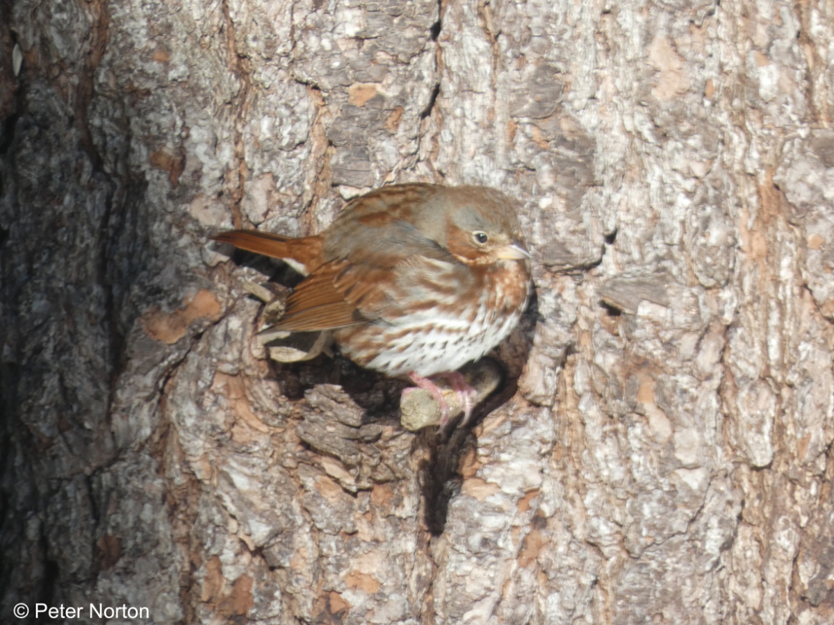 Fox Sparrow perched on pine tree
