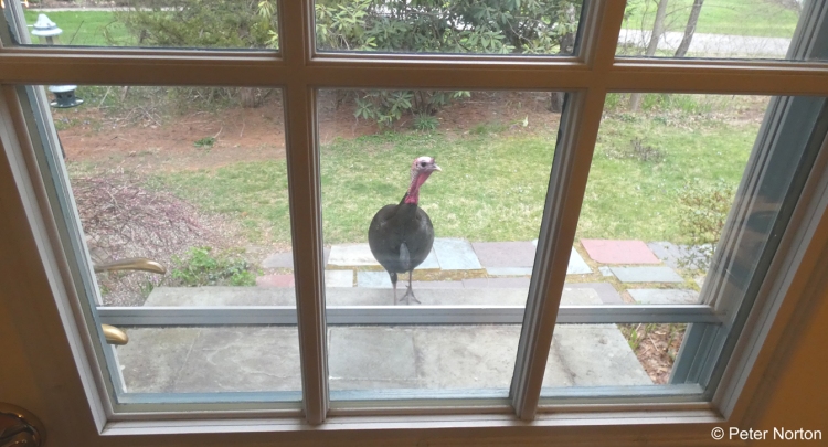 Wild Turkey by the door