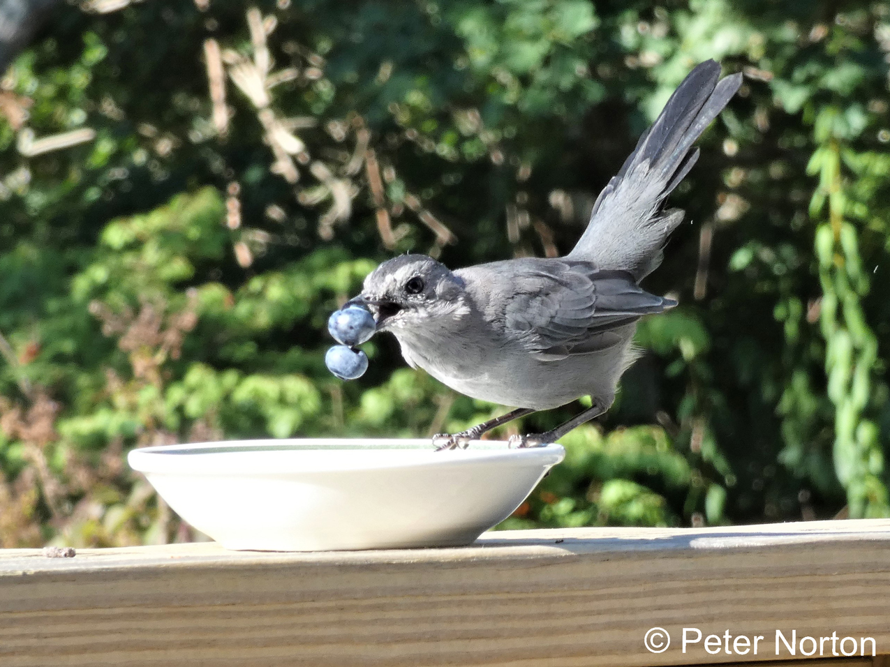 Gray Catbird eating blueberries, West Chatham, MA