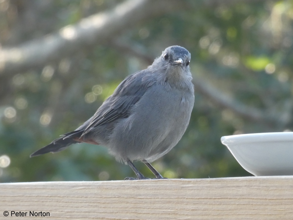 Gray Catbird, Chatham, MA